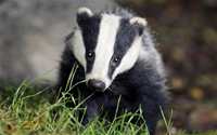 Badger Animal Totems